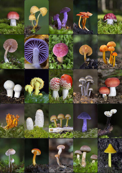 Wild Mushroom Collage. Collection of photos of various edible and inedible mushrooms photographed in the forest. Romania, Europe