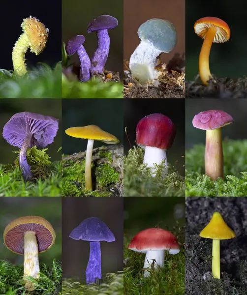 Vahşi Mantar Kolajı. Yenilemez ve yenmez mantar fotoğraflarının toplanması. Pholiota flammans, Entoloma nitidum, Stropharia aeruginosa, Cortinarius semisanguineus, 