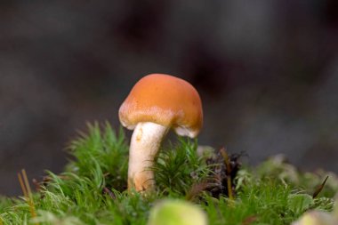 Pholiota astragalina (Pyrrhulomyces astragalinus), Strophariaceae familyasından bir mantar türüdür..