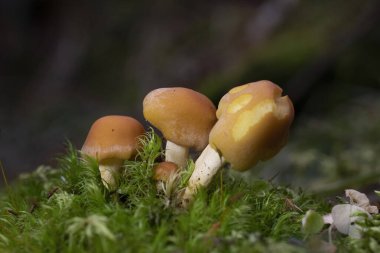Pholiota astragalina (Pyrrhulomyces astragalinus), Strophariaceae familyasından bir mantar türüdür..