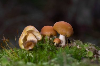 Pholiota astragalina (Pyrrhulomyces astragalinus), Strophariaceae familyasından bir mantar türüdür..