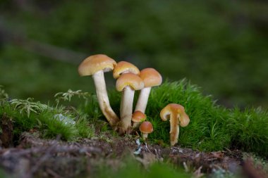 Pholiota astragalina (Pyrrhulomyces astragalinus), Strophariaceae familyasından bir mantar türüdür..