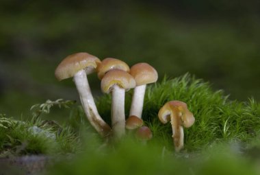 Pholiota astragalina (Pyrrhulomyces astragalinus), Strophariaceae familyasından bir mantar türüdür..