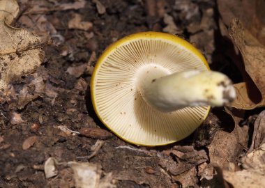 Russula aurea, commonly known as the gilded brittlegill, is an uncommon species of mushroom found in deciduous woodland in Europe in summer and early autumn clipart