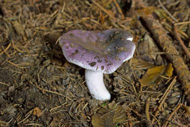 Russula amoena in its natural environment.  clipart