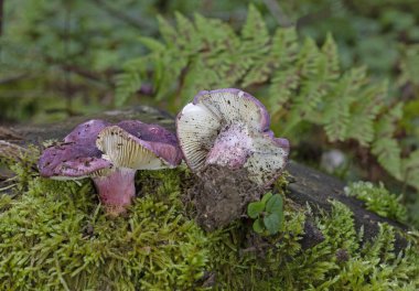 Russula Amoena doğal ortamında. Bir grup mantar Russula amoena