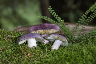 Russula amoena in its natural environment. Group of mushrooms Russula amoena clipart