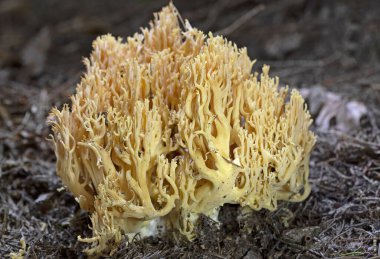 Ramaria flava mushroom. Yellow coral fungi. Close up view.Ramaria flava, is a yellow coral mushroom found in Europe. clipart