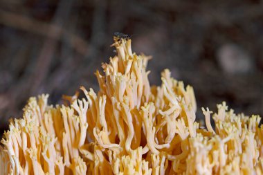 Ramaria flava mushroom. Yellow coral fungi. Close up view.Ramaria flava, is a yellow coral mushroom found in Europe. clipart