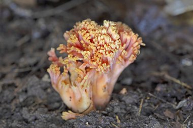 Ramaria subbotrytis is a species of coral fungus in the family Gomphaceae. It was previously classified in the family Ramariaceae, and before that in the genus Clavaria, family Clavariaceae.  clipart