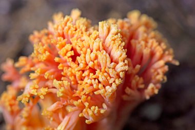 Ramaria subbotrytis is a species of coral fungus in the family Gomphaceae. It was previously classified in the family Ramariaceae, and before that in the genus Clavaria, family Clavariaceae.  clipart