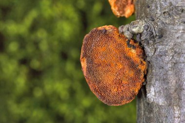 Pycnoporus cinnabarinus, also known as the cinnabar polypore, is a saprophytic, white-rot decomposer. Its fruit body is a bright orange shelf fungus.  clipart