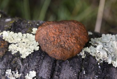 Pycnoporus cinnabarinus (Cinnabar polypore olarak da bilinir), saprofitik, çürük ve çürümüş bir polipordur. Meyve gövdesi parlak bir turuncu raf mantarıdır.. 