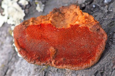 Pycnoporus cinnabarinus (Cinnabar polypore olarak da bilinir), saprofitik, çürük ve çürümüş bir polipordur. Meyve gövdesi parlak bir turuncu raf mantarıdır.. 