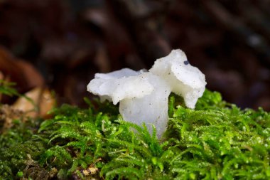 Pseudohydnum gelatinosum is a species of fungus in the order Auriculariales.It has the recommended English name of jelly tooth a reference to its gelatinous consistency and hydnoid undersurface clipart