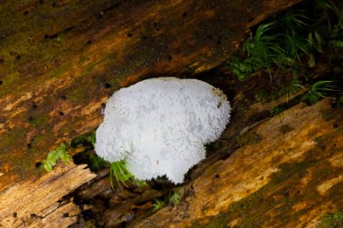 Pseudohydnum jelatinosum, Auriculariales familyasından bir mantar türüdür. Tavsiye edilen İngilizce ismi olan jöle dişli, jelatinimsi tutarlılığına ve hidnoid yeraltı sualtı oluşumuna atıfta bulunur.