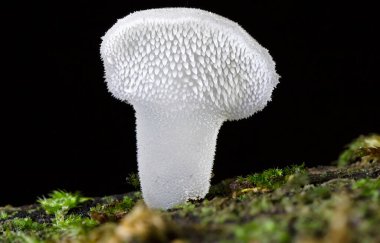 Pseudohydnum gelatinosum is a species of fungus in the order Auriculariales.It has the recommended English name of jelly tooth a reference to its gelatinous consistency and hydnoid undersurface clipart