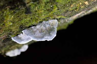 Conifer blueing bracket fungus, Oligoporus caesius (Postia caesia), growing on a spruce stump in Romania. clipart