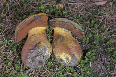 Suillellus luridus (eski adıyla Boletus luridus), Boletaceae familyasından Avrupa 'nın Calcareous geniş yapraklı ormanlarında bulunan bir mantar türü.