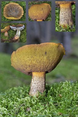 Suillellus luridus (formerly Boletus luridus), commonly known as the lurid bolete, is a fungus of the family Boletaceae, found in calcareous broadleaved woodlands in Europe clipart