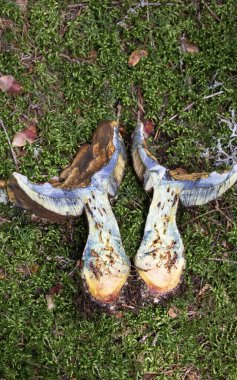 Suillellus luridus (formerly Boletus luridus), commonly known as the lurid bolete, is a fungus of the family Boletaceae, found in calcareous broadleaved woodlands in Europe clipart