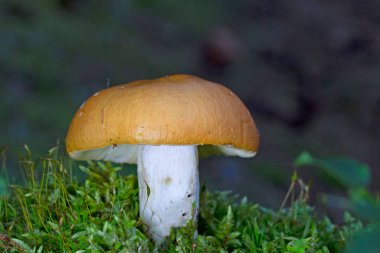 Russula decoloranları, genellikle gri russula olarak bilinir, kozalaklı ormanlarda gruplar halinde bulunan yenilebilir bir Rus mantarıdır..