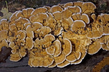 Trametes ochracea is an uncommon polypore mushroom that characteristically produces leathery shelf- or bracket-shaped fruiting bodies called conks on branches or trunks of dead and decaying wood. clipart