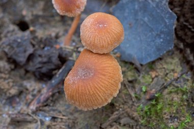 Tubaria furacea, Tubariaceae familyasından bir mantar türüdür..