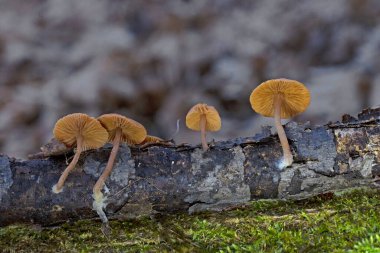 Tubaria furacea, Tubariaceae familyasından bir mantar türüdür..