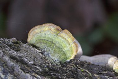 Trametes hirsuta ya da yaygın olarak bilinen adıyla Tüylü Hindi Kuyruğu, bir mantar bitkisi patojeni. Yaprak döken ağaçların ölü odunlarında bulunur, özellikle de kayın ağacında..