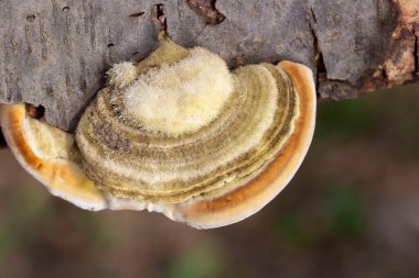 Trametes hirsuta, commonly known as hairy bracket or hairy turkey tail, is a fungal plant pathogen. It is found on dead wood of deciduous trees, especially beechwood. clipart