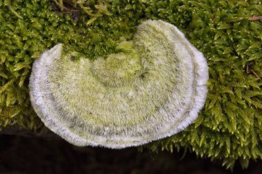 Trametes hirsuta, commonly known as hairy bracket or hairy turkey tail, is a fungal plant pathogen. It is found on dead wood of deciduous trees, especially beechwood. clipart