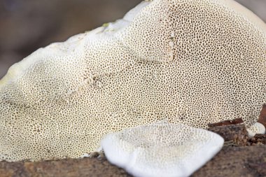 Trametes hirsuta ya da yaygın olarak bilinen adıyla Tüylü Hindi Kuyruğu, bir mantar bitkisi patojeni. Yaprak döken ağaçların ölü odunlarında bulunur, özellikle de kayın ağacında..