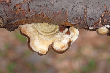 Trametes hirsuta ya da yaygın olarak bilinen adıyla Tüylü Hindi Kuyruğu, bir mantar bitkisi patojeni. Yaprak döken ağaçların ölü odunlarında bulunur, özellikle de kayın ağacında..