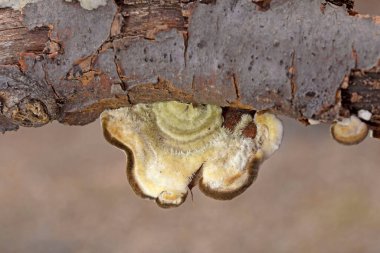 Trametes hirsuta ya da yaygın olarak bilinen adıyla Tüylü Hindi Kuyruğu, bir mantar bitkisi patojeni. Yaprak döken ağaçların ölü odunlarında bulunur, özellikle de kayın ağacında..