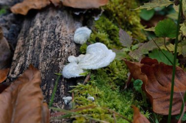 Trametes hirsuta ya da yaygın olarak bilinen adıyla Tüylü Hindi Kuyruğu, bir mantar bitkisi patojeni. Yaprak döken ağaçların ölü odunlarında bulunur, özellikle de kayın ağacında..