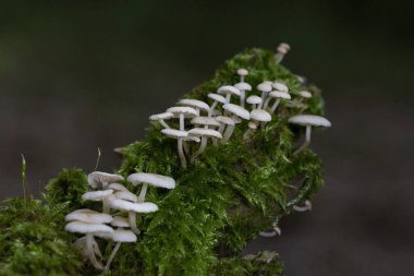 Marasmiellus ramealis, Marasmiaceae familyasından bir mantar türü..