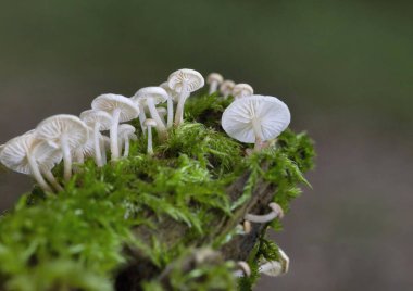 Marasmiellus ramealis, Marasmiaceae familyasından bir mantar türü..