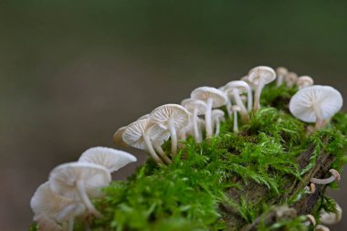 Marasmiellus ramealis, Marasmiaceae familyasından bir mantar türü..