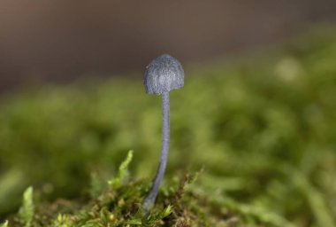 Fairy helmet bonnet mushroom, Mycena pseudocorticolaSmall bonnet fungi in the wild forest. clipart