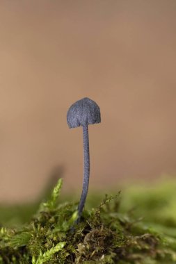 Fairy helmet bonnet mushroom, Mycena pseudocorticolaSmall bonnet fungi in the wild forest. clipart