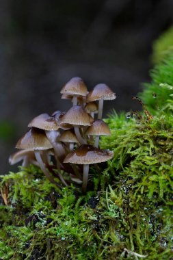 Mycena tinnabulum, Mycenaceae familyasından Avrupa 'da bulunan bir mantar türüdür. Miselyum, meyve gövdesi değil, biyolüminesandır..