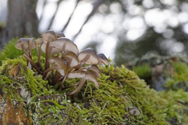 Mycena tinnabulum, Mycenaceae familyasından Avrupa 'da bulunan bir mantar türüdür. Miselyum, meyve gövdesi değil, biyolüminesandır..
