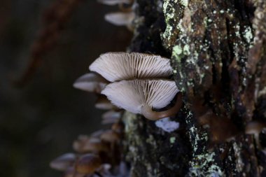 Mycena tinnabulum, Mycenaceae familyasından Avrupa 'da bulunan bir mantar türüdür. Miselyum, meyve gövdesi değil, biyolüminesandır..