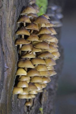 Mycena tintinnabulum is a European species of agaric fungus in the family Mycenaceae. The mycelium, but not the fruit body, is bioluminescent. clipart