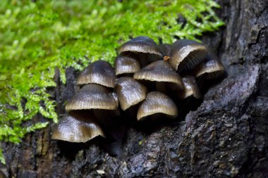 Mycena tintinnabulum is a European species of agaric fungus in the family Mycenaceae. The mycelium, but not the fruit body, is bioluminescent. clipart