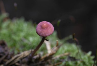 Pembe başlık olarak bilinen Mycena Rosella, Romanya ve Europa 'dan yabani mantarlar