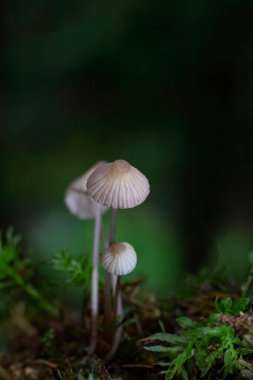 Mycena vitilis, Mycenaceae familyasından yenmeyen bir mantar türüdür..