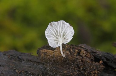 Marasmiellus candidus, ölü dallarda yetişen mantar. Romanya ve Europa