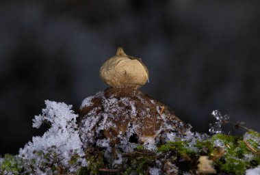 Geastrum pectinatum ormanda fotoğraflandı. Geastrum pectinatum, gagalı toprak yıldızı ya da bereli toprak yıldızı olarak da bilinir, Romanya 'dan yabani mantar..